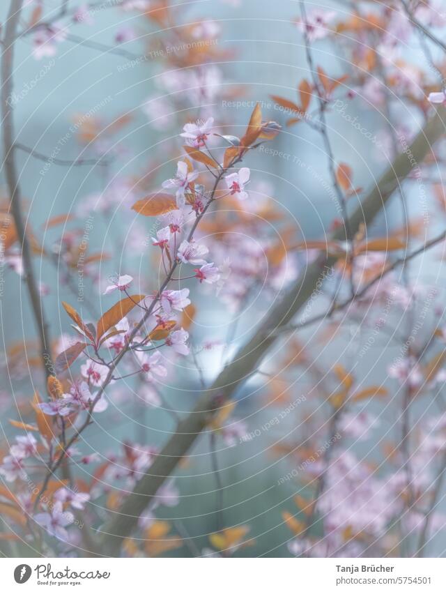 Zarter Kirschblütenzweig in rosa Zerbrechlichkeit Frühling Schönheit romantisch Dekoration & Verzierung dekorativ natürlich Natur Flora geblümt Blütenblätter