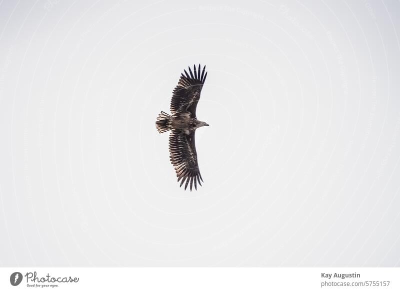 Seeadler Adler Tier Vogel Greifvogel Farbfoto Schnabel Tierporträt Außenaufnahme Natur Wildtier Haliaeetus Albicilla Nordsee Küste Fischseeadler Zeearend