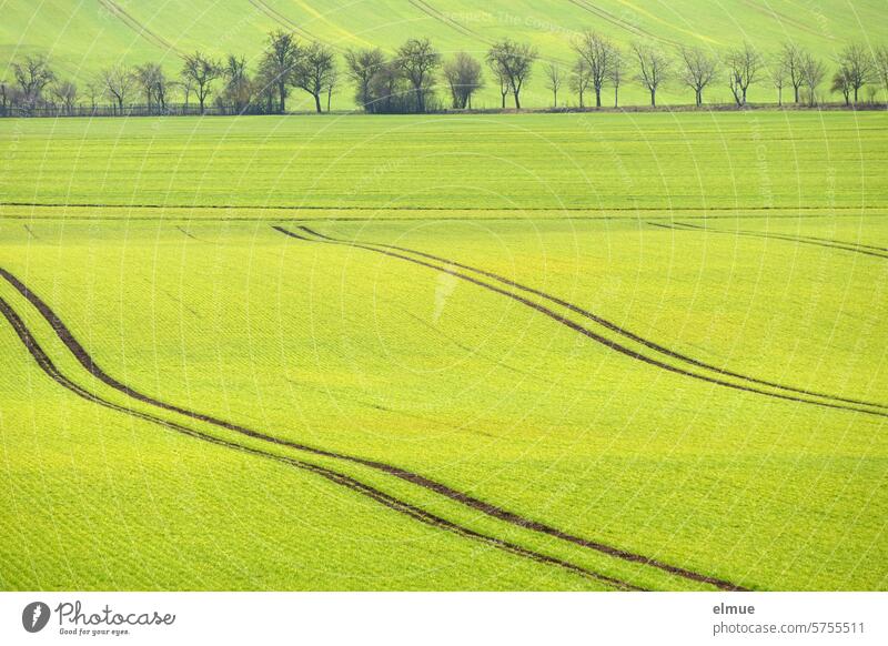 Felder im Frühling mit Leitspuren, aufgegangener Saat und einem Feldweg mit noch kahlen Obstbäumen dazwischen Aussaat Wachstum Landwirtschaft Ackerbau Bäume