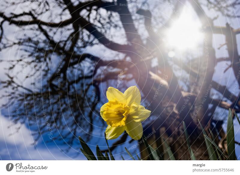 Narzisse unter einem Baum Blume Narzissen Osterglocken Frühling Blüte Pflanze Frühblüher Sonne gelb Blühend Frühlingsgefühle Sonnenlicht Außenaufnahme