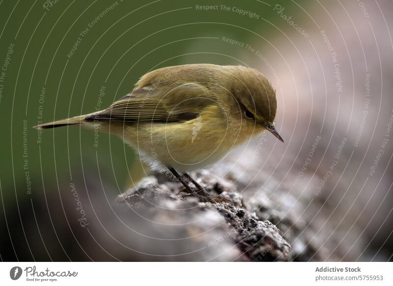 Zilpzalp auf einem strukturierten Ast sitzend Phylloscopus collybita Vogel Textur Gefieder Natur Tierwelt gehockt filigran Vermengung weich Hintergrund klein