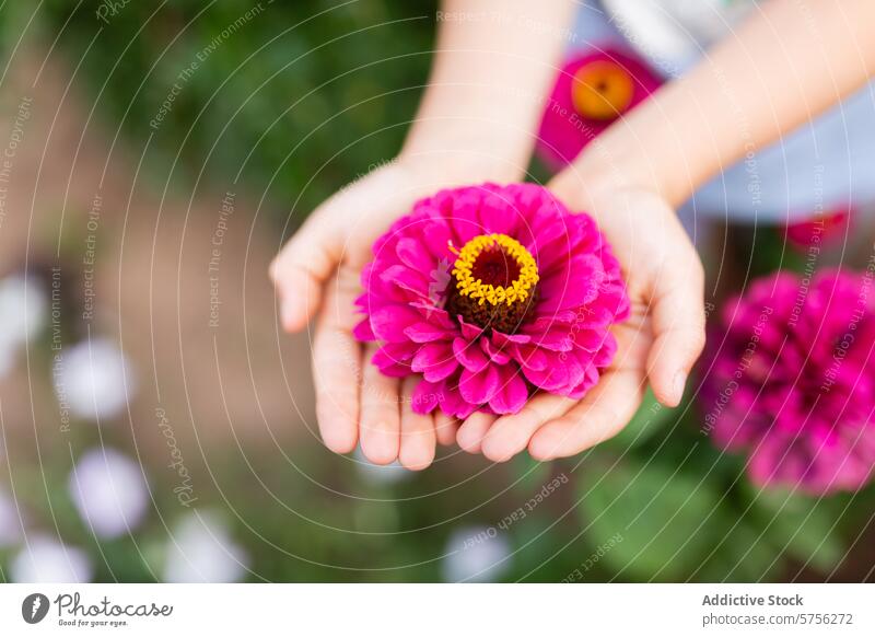 In einer intimen Geste bieten zarte, anonyme Hände eine atemberaubende rosa Gerbera-Gänseblume mit einem lebhaften Sommergarten an, der im Hintergrund verschwimmt.