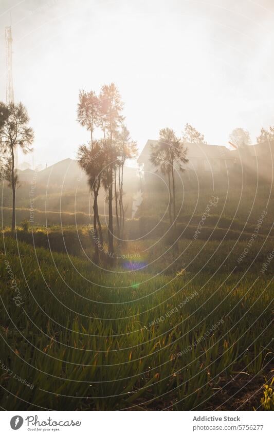 Gelassener Sonnenaufgang über der ländlichen Landschaft Indonesiens Nebel Feld Bäume Gelassenheit Natur reisen Tourismus Morgen Licht friedlich ruhig