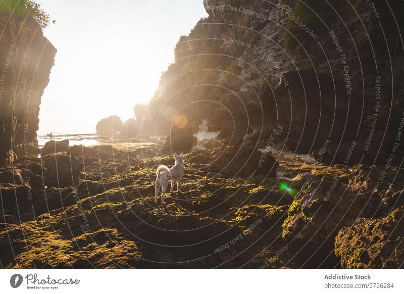 Gelassener Strand bei Sonnenuntergang mit einem Hund in Indonesien ruhig Gelassenheit goldenes Licht moosbewachsene Felsen erkundend reisen tropisch