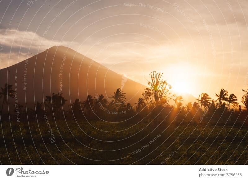 Sonnenuntergang über der Silhouette des Mount Agung, Bali Indonesien Berg Agung Berge u. Gebirge Palme Himmel goldene Stunde Gelassenheit Natur reisen