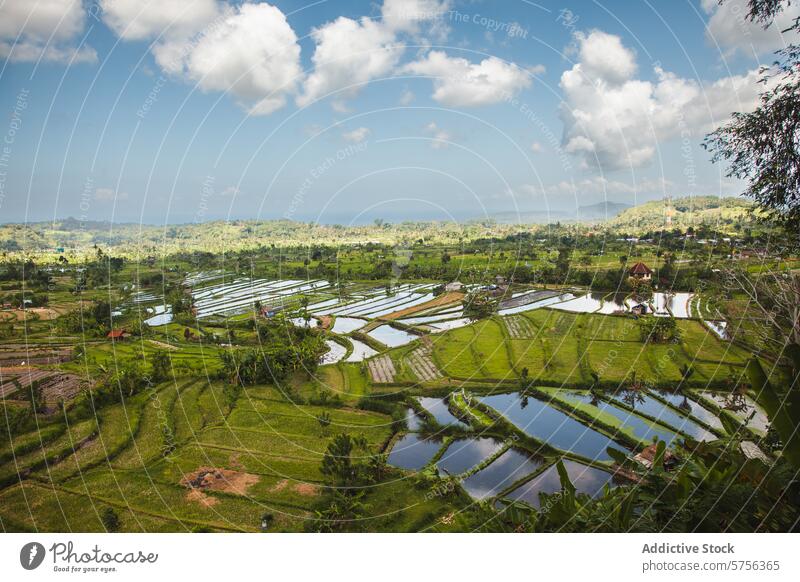 Atemberaubende indonesische Reisterrassen unter blauem Himmel Indonesien malerisch Landschaft grün Wasser Cloud reisen Natur Ackerbau ländlich Feld Ackerland