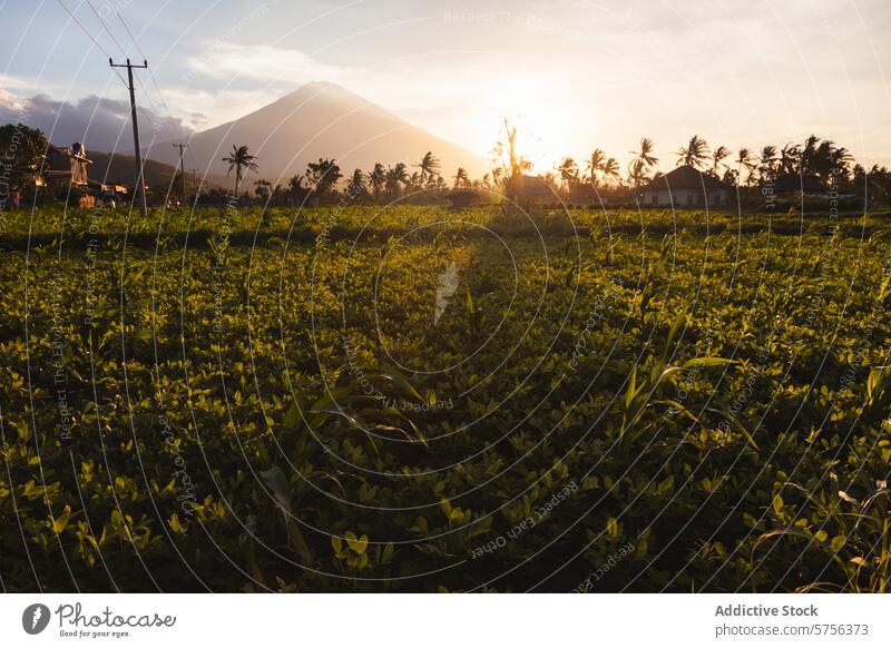 Majestätischer Vulkan bei Sonnenuntergang im ländlichen Indonesien Feld Panorama Gelassenheit majestätisch golden Himmel turmhoch Landschaft reisen Tourismus