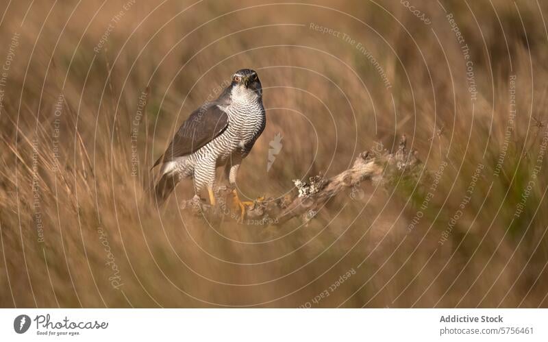 Ein zielstrebiges Habichtweibchen steht mit gebieterischer Präsenz zwischen den goldenen Gräsern und beobachtet mit scharfen Augen die Umgebung. Habichte Vogel