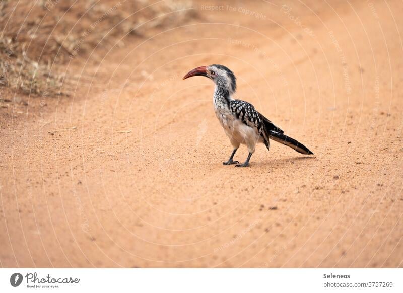 Sunday mornings Vogel Natur Umwelt Afrika Südafrika Tier Wildtier Außenaufnahme Farbfoto Tierporträt Tiergesicht Ausflug Safari Ferien & Urlaub & Reisen