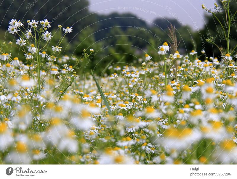 Kamillenblütentraum Blume Blüte viele Blühfeld Blühwiese Sommer sommerlich Baum Strauch Himmel Schärfe Unschärfe Natur Pflanze natürlich Umwelt Außenaufnahme