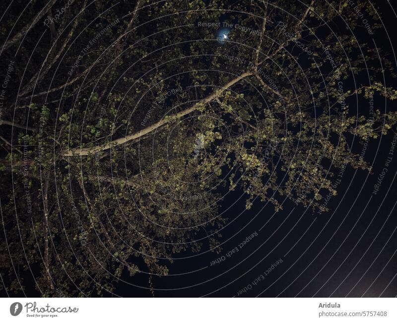 Plantane bei Nacht mit Mond Baum Froschperspektive Himmel dunkel Mondschein Äste Licht Natur Stimmung Nachthimmel