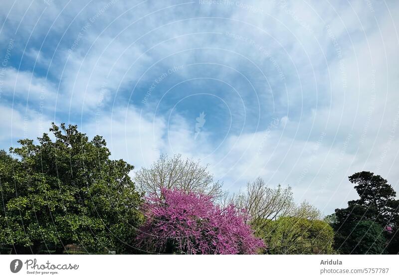 Frühlingsbäume vor blauem Wölkchenhimmel Bäume Himmel Blauer Himmel weiße Wolken Schönes Wetter Blühend Blüten grün pink Blätter Italien mediterran Natur