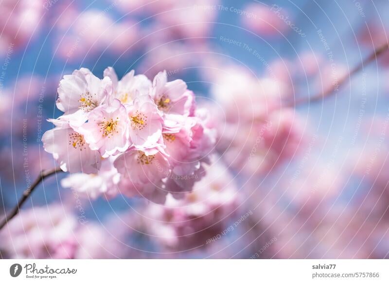 Japanische Blütenkirsche mit üppiger Blütenpracht Kirschblüten Zierkirschenblüten rosa Duft Blühend Frühling Schönes Wetter Natur Frühlingsgefühle Pflanze Zweig