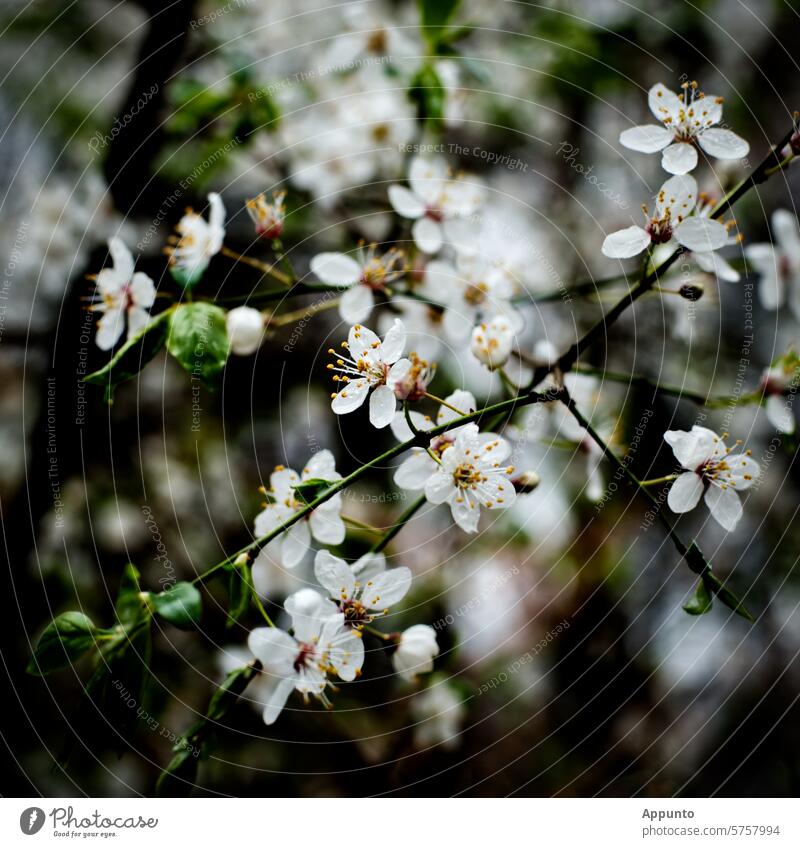 Duftende weiße Baumblüten in Nahaufnahme vor einem unscharfem Hintergrund von dunklen Zweigen Blüten dunkel schwarz dunkelgrün Frühling Frühlingsboten Detail