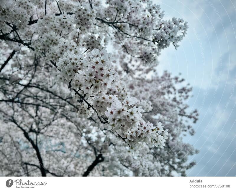 Blühender Kirschbaum Blüte Kirschblüte Frühling Kirschblüten Kirsche rosa Natur Baum Park Garten Ast Außenaufnahme Duft Frühlingsgefühle