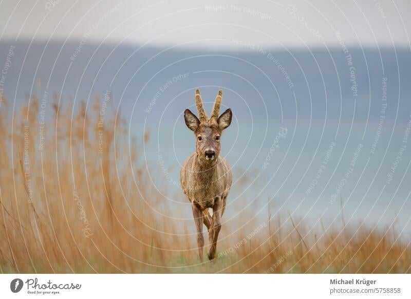 Rehwild, capreolus capreolus, einzelnes Männchen im Gras Horn braunes Fell Browsen Bock Erhaltung Hirschkuh eurasisch Europäer Hirschkalb Feld Wald Weidenutzung