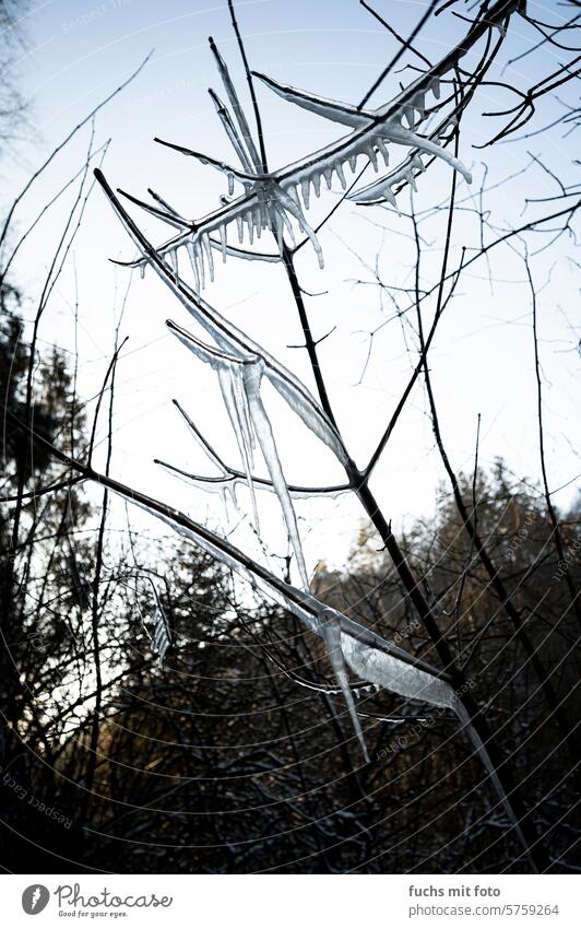 Vereiste Äste im Wald. Minusgrade. Kälte Winter Natur Zweige u. Äste Menschenleer Außenaufnahme Frost Baum vereist Umwelt Äste und Zweige Eis Pflanze Himmel