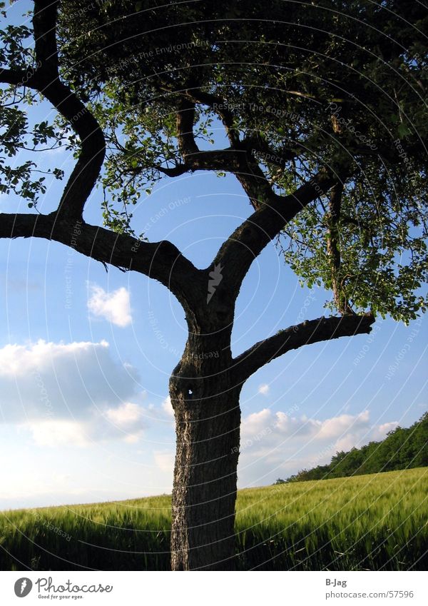 Einsamer Baum II Einsamkeit Sommer Feld verzweigt Ast Getreide Blauer Himmel