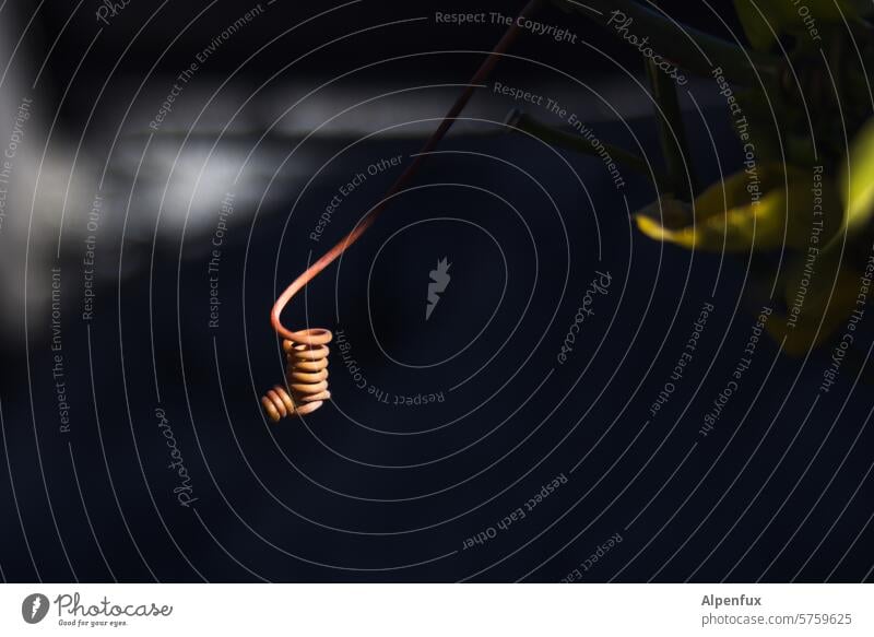 für marsj..... Kringel Farbe Schwache Tiefenschärfe Natur Strukturen & Formen Spirale kringel leuchten Pflanze spiralförmig gekringelt Ranke geheimnisvoll