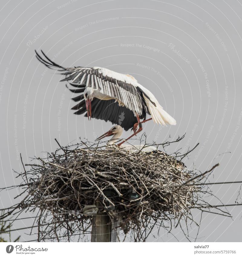 ein wenig Schatten für die edle Storchendame Storchenpaar Weißstorch Vogel Tier Wildtier Nest Horst Tierporträt 2 Natur Balzritual Paarungszeit Flügel Schutz