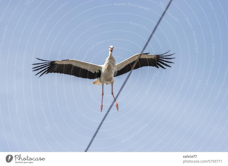 Storch im Landeanflug Weißstorch fliegen Flügel Ornithologie Tier Vogel Natur Himmel Schnabel Farbfoto Tierporträt blau Schönes Wetter Textfreiraum oben