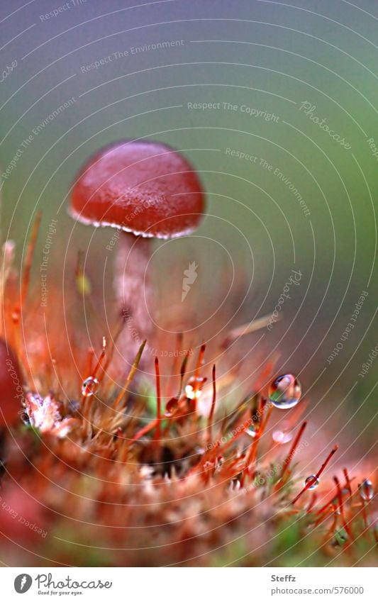 ein Häubling wächst im Moos Galerina Gifthäubling Giftpilz Pilz giftiger Pilz Däumling Winzling Pilzhut mickrig nordisch heimisch heimische Wildpflanzen