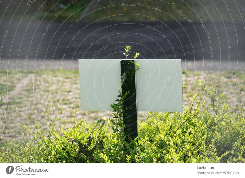 Buchszweig erobert ein Parkplatzschild von hinten Schatten Licht Buchsbaum Pflanze Grünpflanze Stadt Zweig Parken Schild Beschilderung Eroberung parken