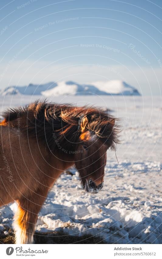 Ein Islandpferd mit seiner charakteristischen Mähne steht vor einer weißen Landschaft, mit der Silhouette der schneebedeckten Berge im Hintergrund frostig