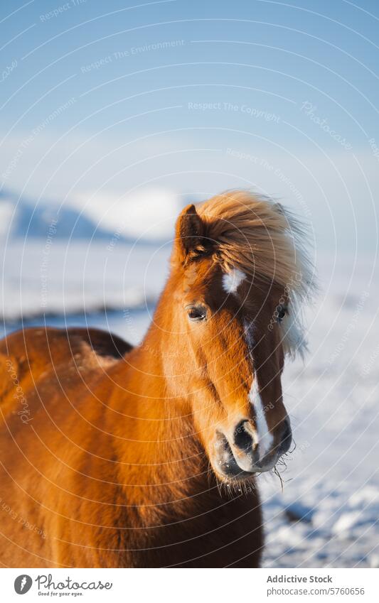 Ein kastanienbraunes Islandpferd mit auffallend blonder Mähne posiert elegant vor einer Kulisse aus Schnee und fernen, frostigen Bergen Winter Herrlichkeit