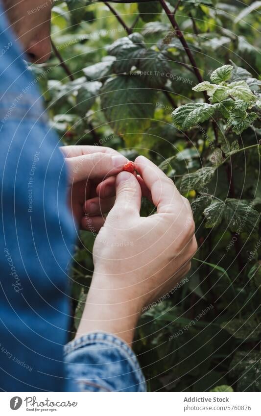 Mann erntet Beeren in einem üppigen Garten Kommissionierung reif Laubwerk grün üppig (Wuchs) Nahaufnahme Gartenernte Hand Natur im Freien Frucht natürlich