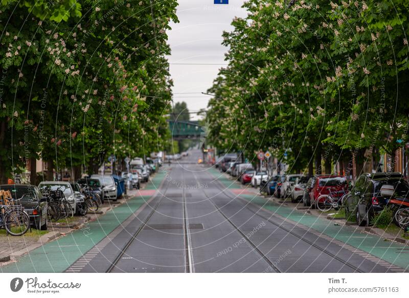 Frühling in der Kastanienallee kastanienallee Prenzlauer Berg Farbfoto Bäume Stadtzentrum Altstadt Berlin Hauptstadt Außenaufnahme Menschenleer Tag Straße