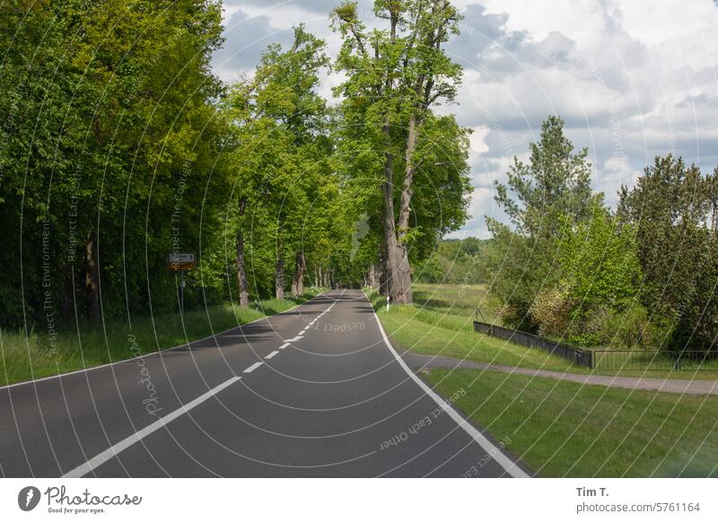 eine Straße in Brandenburg Farbfoto Allee grün Außenaufnahme Baum Menschenleer Tag Landschaft Natur Landstraße Wege & Pfade Verkehr Zentralperspektive