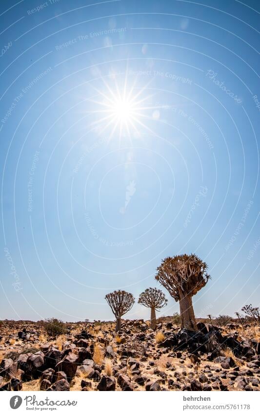 drei bäume und eine sonne Fernweh Wärme Abenteuer Ferne Pflanze Sonnenstern Keetmanshoop beeindruckend besonders Himmel Natur Ferien & Urlaub & Reisen Farbfoto