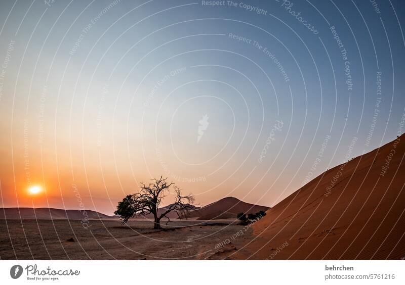 wunder traumhaft besonders beeindruckend magisch Düne sanddüne Dünen Sonnenaufgang Dämmerung Morgendämmerung romantisch stille Abenteuer Einsamkeit Freiheit