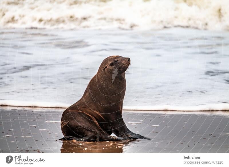 rob Tier Seehund Robbe beeindruckend Wellen Wasser Swakopmund Walvisbay Ferien & Urlaub & Reisen Abenteuer Natur Freiheit Farbfoto reisen Fernweh Ferne Meer