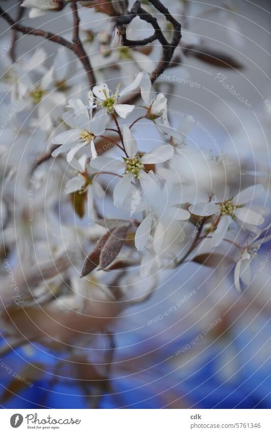 Die weißen, zarten Blüten der Felsenbirne mag ich besonders. Blume blühen aufblühen erblühen Blumen Blütezeit Blütenblätter frisch klein vergänglich