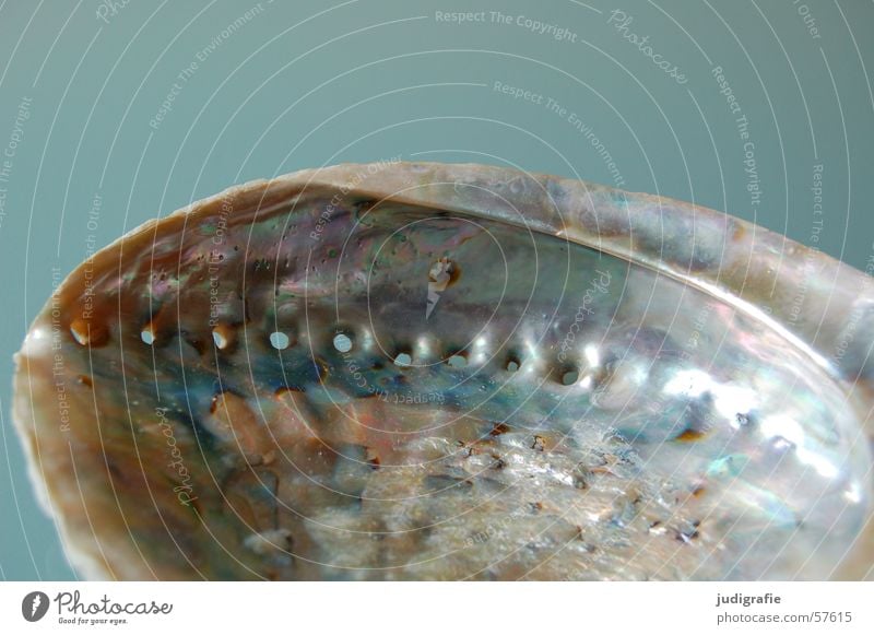 Seeohr Schneckenhaus Muschel Kalk Perlmutt Loch Meer glänzend Fotokamera grau Atlantik seeohr Mittelmeer Schutz blau Leben Strukturen & Formen Einsamkeit