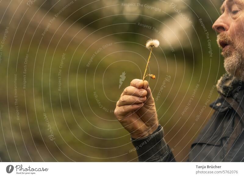 Pusteblume - Luft holen und bald fliegen die Schirmchen... pusten Mann Mann mittleren Alters Wildpflanze Frühling pustend Mann pustet Mann holt Luft leicht