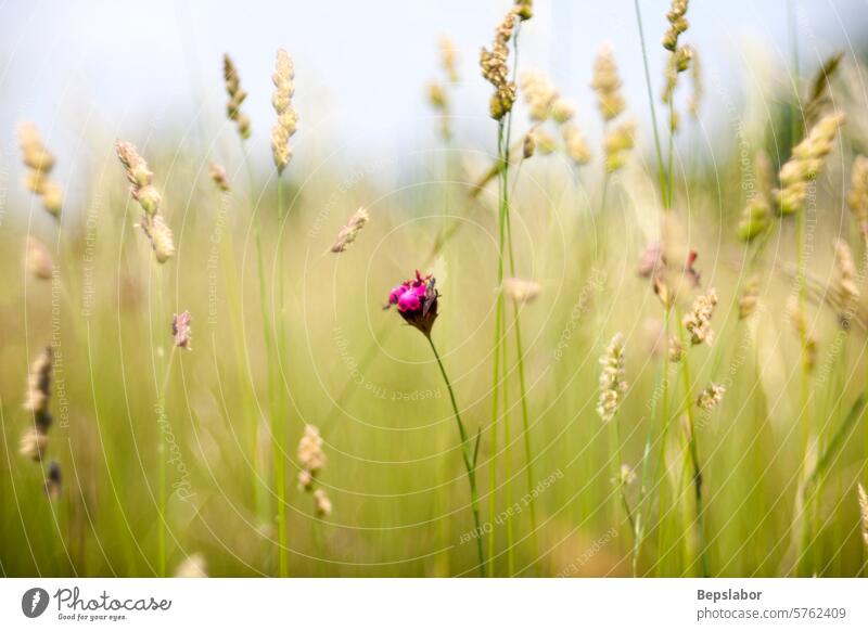 Blumen auf dem Land rosa Blumen Blumen auf dem Lande Natur Gras Vegetation Garten Blumenbeet Bokeh natürlich farbenfroh Blätter Blatt Duft Duftwasser