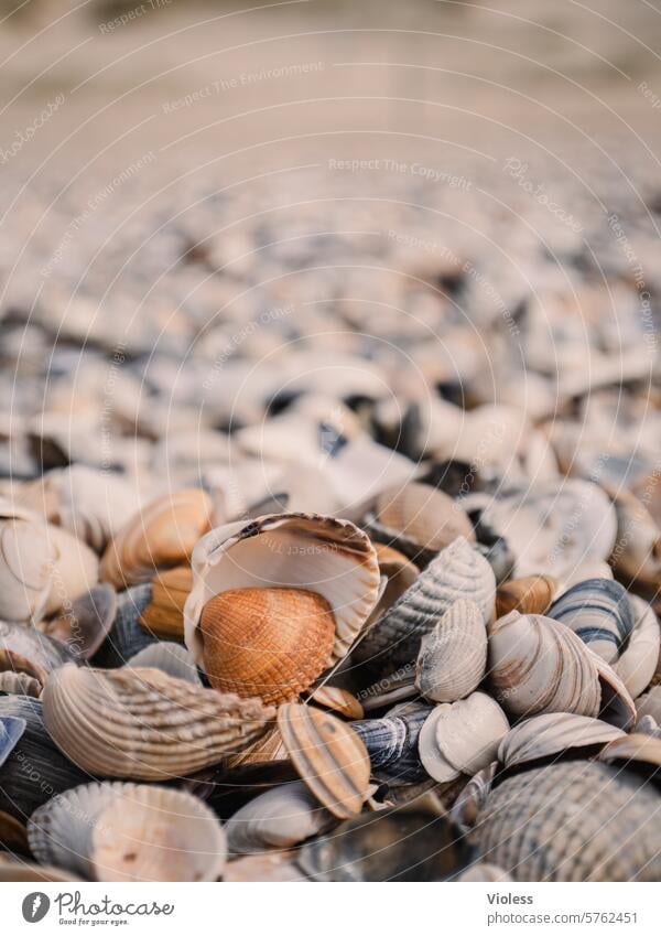 Muscheln die tuscheln Strand Meer Herzmuscheln Nordsee Muschelansammlung