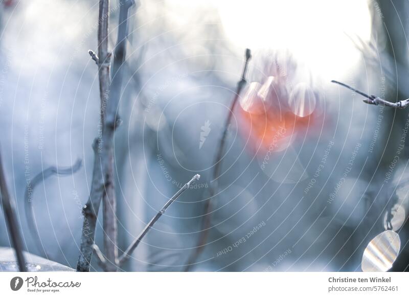 ein letztes Blatt am Zweig Winter Winterimpression Kälte Winterstimmung Ruhe frieren kalt eiskalt kalter Morgen kalte Temperatur kalte jahreszeit kühl glitzernd