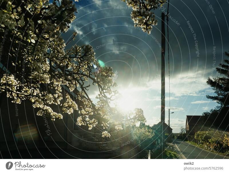 Blühende Bäume Blütenblätter Frühling Duft Außenaufnahme Detailaufnahme Natur Luft Reifezeit gewachsen Idylle Farbfoto Totale blühen Gegenlicht Sonnenschein