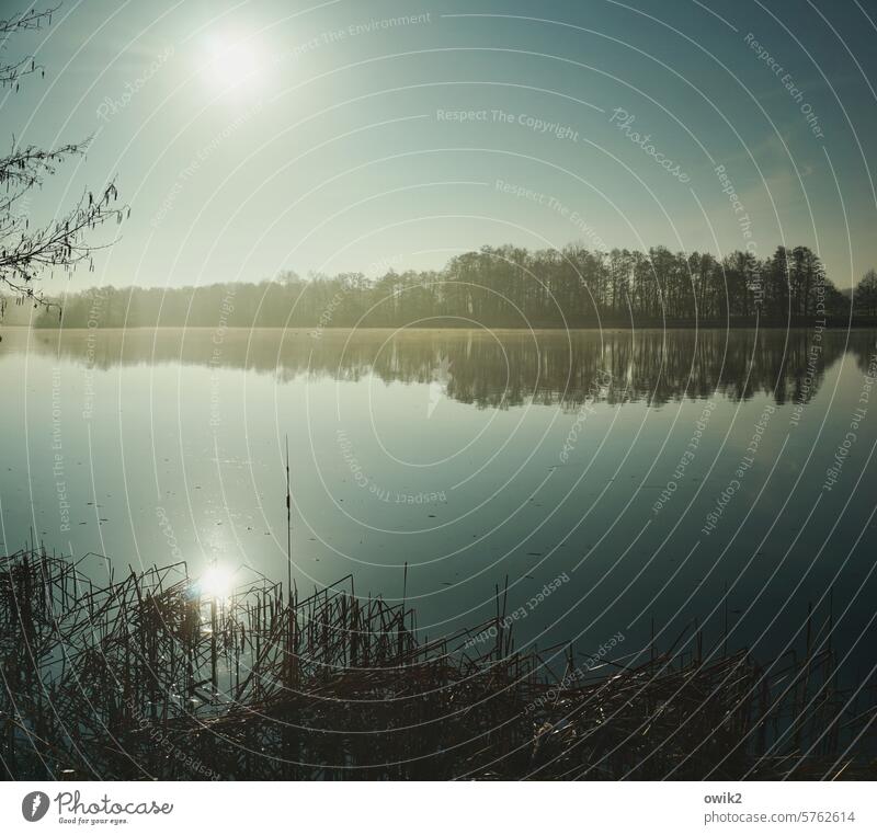 Schwerelos Wasser Sonnenlicht Reflexion & Spiegelung Licht Tag Menschenleer Außenaufnahme Farbfoto Gedeckte Farben glänzend Idylle Ferne Fischteich Lausitz