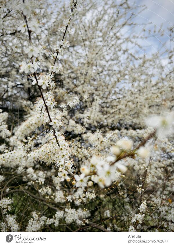 Blühende Schlehe Blüten Zweige Strauch Frühling Schlehenblüten Unschärfe Natur Pflanze blühen weiß natürlich blühend Garten Frühlingsgefühl