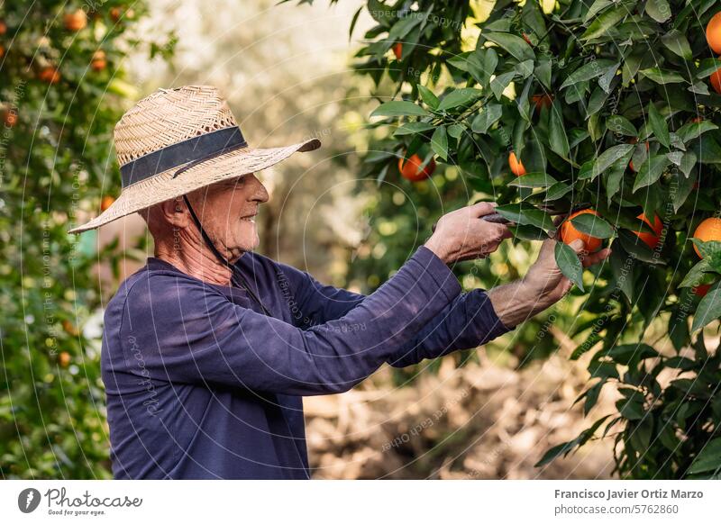 Landwirt erntet frische Orangen im sonnigen Obstgarten orange Ernte älter eine Person Mann Baum Kaukasier Wachstum Frucht Ackerbau ländlich Natur im Freien