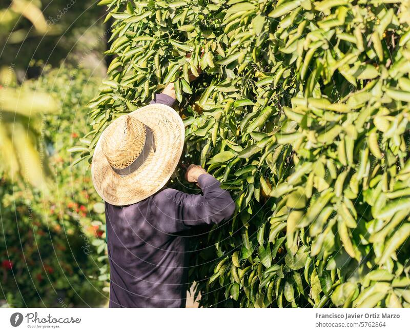 Landwirt erntet frische Orangen im sonnigen Obstgarten orange Ernte älter eine Person Mann Baum Kaukasier Wachstum Frucht Ackerbau ländlich Natur im Freien