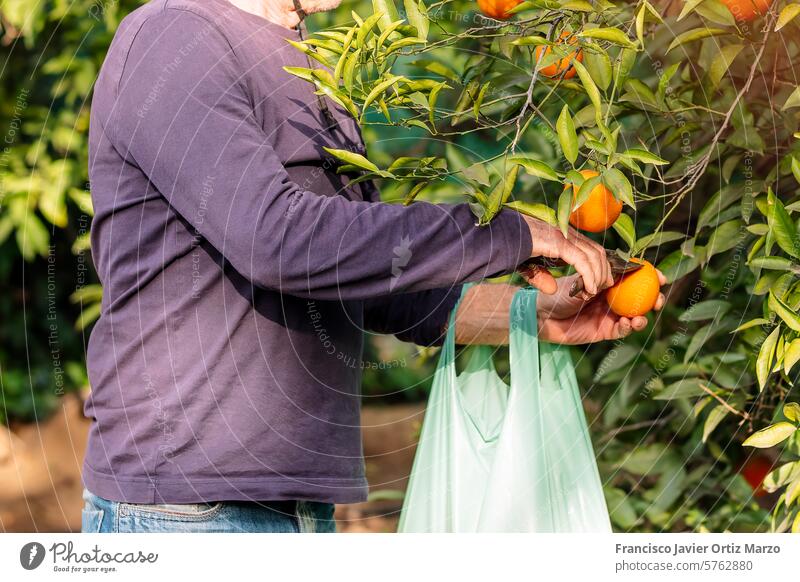 Landwirt erntet frische Orangen im sonnigen Obstgarten orange Ernte älter eine Person Mann Baum Kaukasier Wachstum Frucht Ackerbau ländlich Natur im Freien