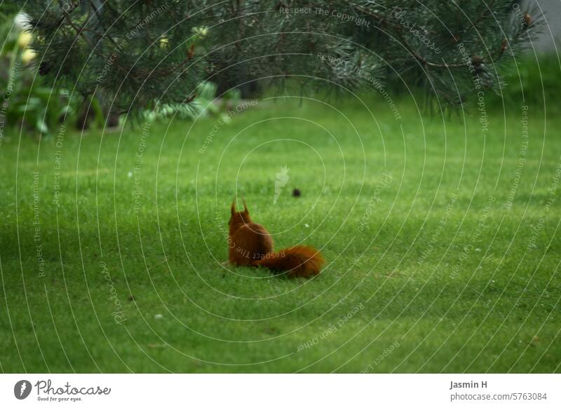 Eichhörnchen im Garten Tier Natur niedlich Fell Wildtier Außenaufnahme Farbfoto klein Menschenleer Tierliebe Rückansicht Nagetiere Tag beobachten Umwelt