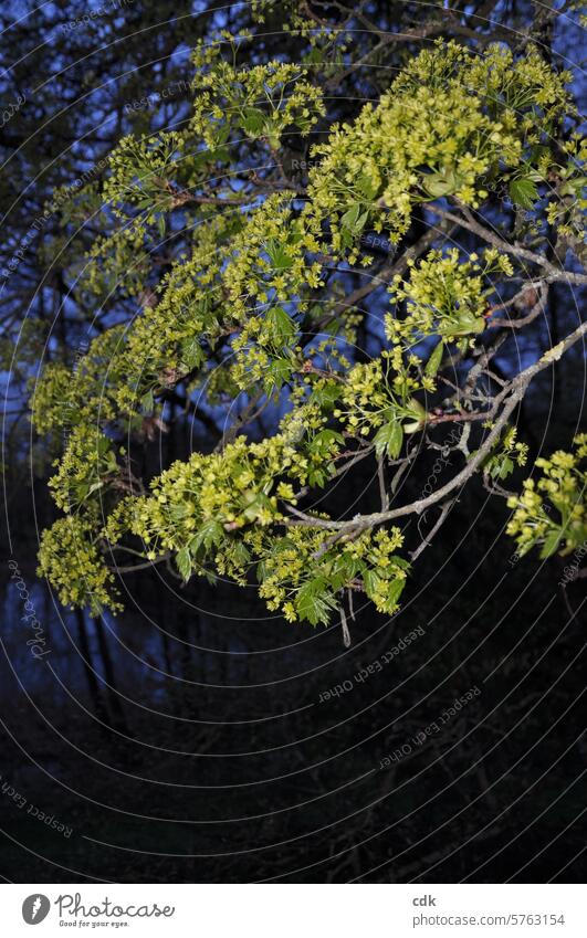 Blühender Ahorn im Frühling in der Dämmerung. Baum Blüte blühen erblühen aufbühen entfalten entwickeln wachsen gedeihen Blume Wachstum Pflanze Natur grün