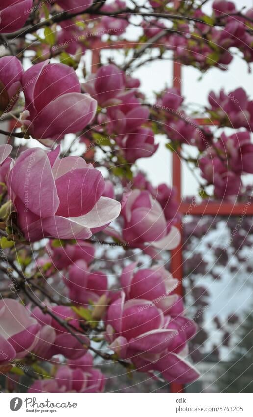 Blütezeit! | pinkfarbene Magnolienblüten vor roter Spiegelfassade. Magnoliengewächse Blüten Magnolienbaum Frühling Natur Baum Pflanze Frühlingsgefühle edel zart